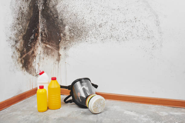 Best Attic Mold Remediation in Falfurrias, TX