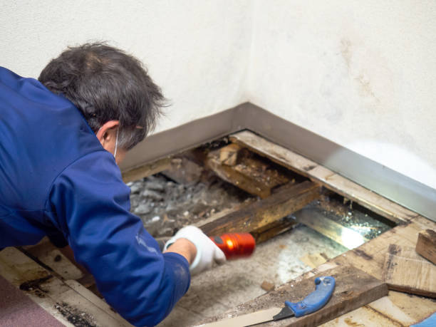 Falfurrias, TX Mold Remediation Company