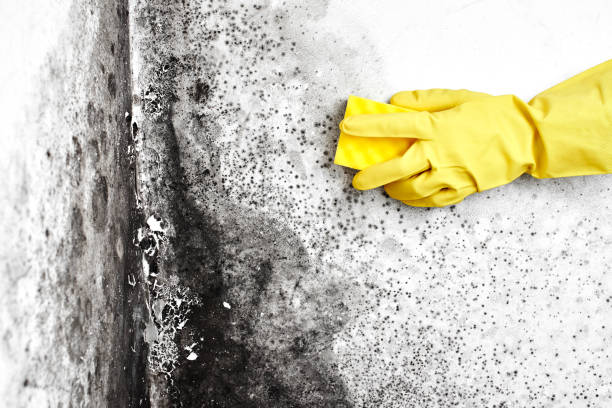 Best Commercial Mold Remediation in Falfurrias, TX