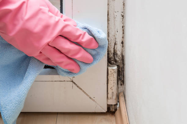Best Industrial Mold Remediation in Falfurrias, TX