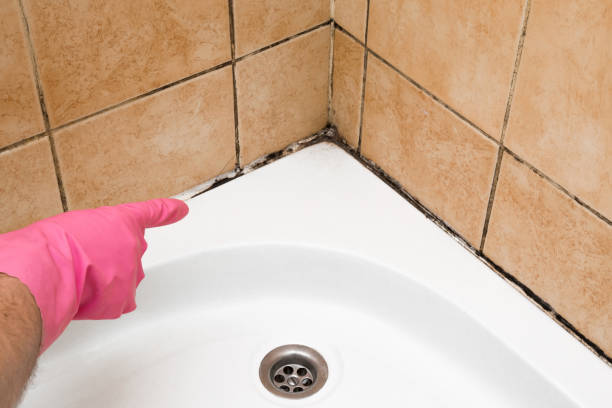 Best Emergency Mold Remediation in Falfurrias, TX